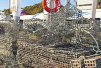 The winter that killed the oyster renaissance