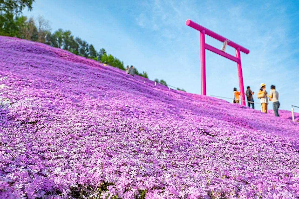In spring, Hokkaido transforms into a picturesque canvas of pink shibazakura blooms, creating sweeping floral carpets set against clear blue skies.