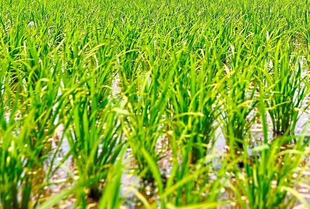 Over 20,000 hectares of padi fields used for property development ...