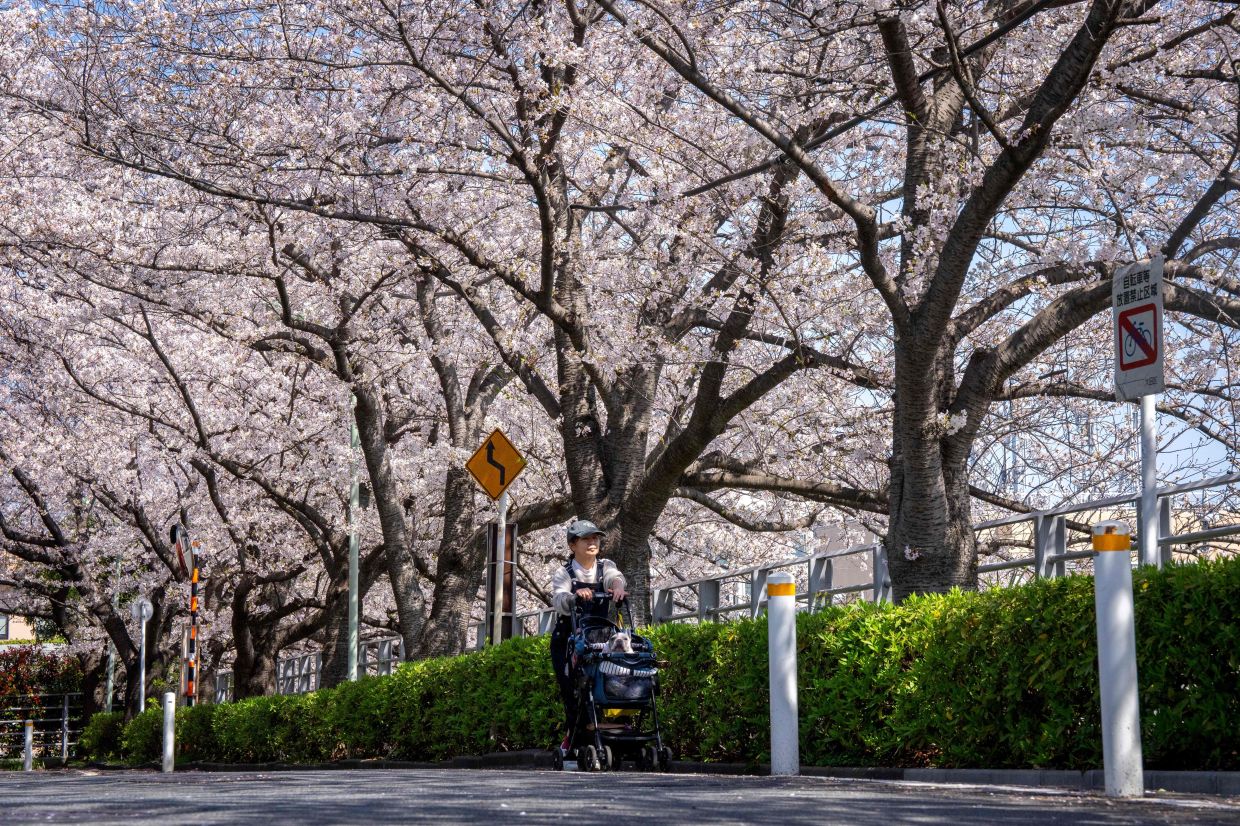 A woman pushing her dog's pram under fully bloomed cherry blossoms in Tokyo on April 3, 2026. - AFP