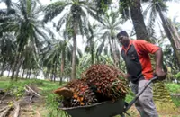 CPO rally to lift earnings of upstream planters 