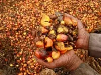 Biodiesel, CPO prices – Between the plate and tank