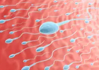 Sperms struggle to get to the egg in space