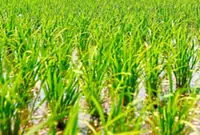 Over 20,000 hectares of padi fields used for property development, abandoned