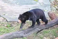 QuickCheck: Was a bear spotted in Besut?