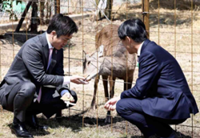 Osaka stray deer named ‘Shikayan,’ eats cracker from Osaka, Nara governors