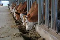 China tightens border controls, culls cattle amid foot-and-mouth outbreak