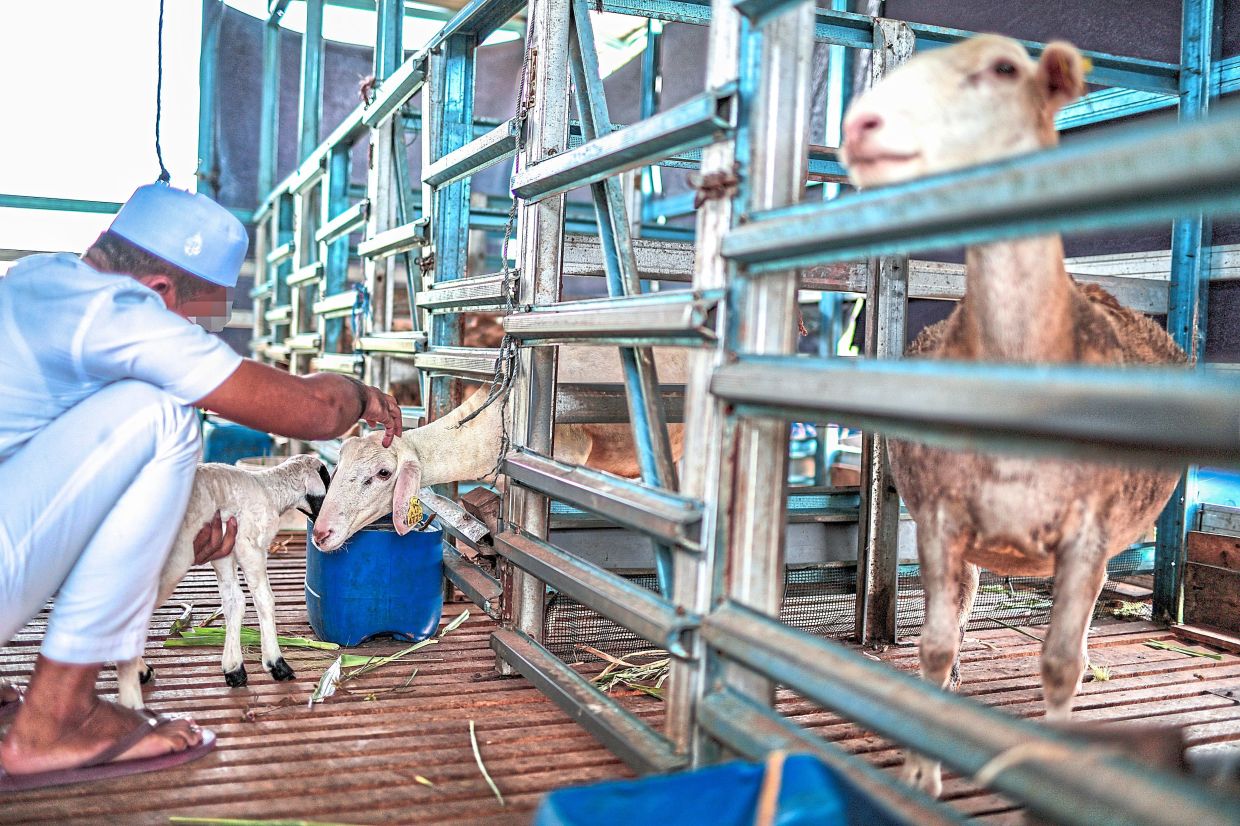 Rearing livestock is one of the jobs done by inmates at the PRP.