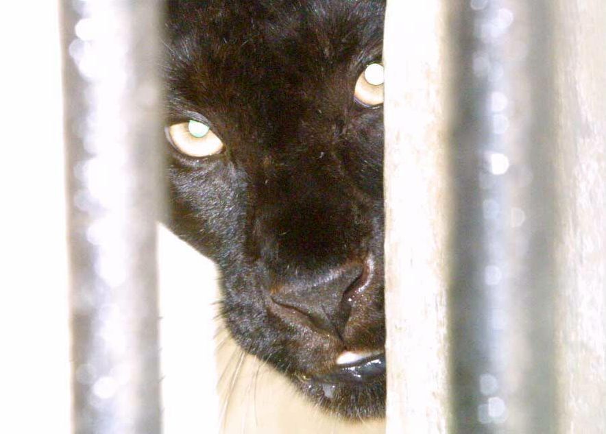 Residents of Gua Musang Hospital quarters worry about presence of black panther