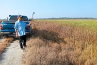 Development and neglect claim 20,000ha of padi farms