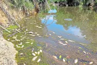 Suspected tuba fishing sparks outcry from Felda folk