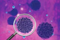 The impact of HPV on male and female cancers