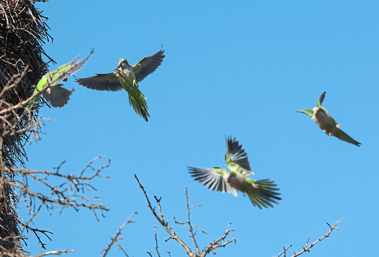 Four monk parakeets flutter about near a nest on a tree at the intersection of South Damen Avenue and West 68th Street in Chicago. 