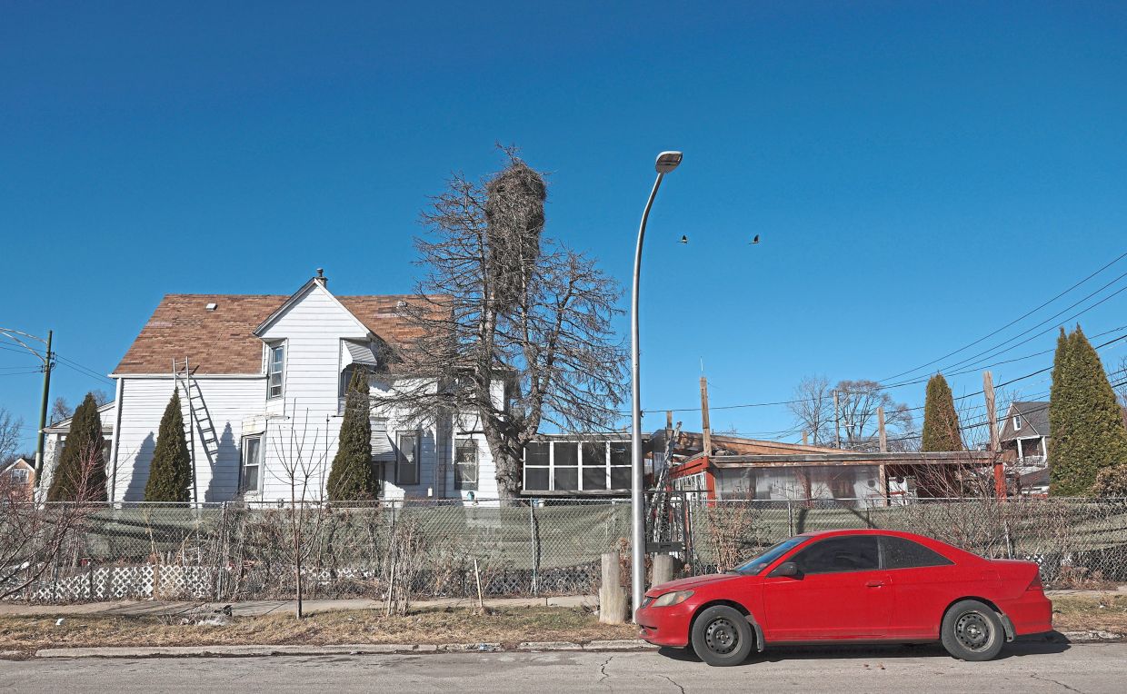 A huge monk parakeet communal nest – made from a collection of sticks and twigs – on a pine tree (beside the white building) at the intersection of South Damen Avenue and West 68th Street in Englewood, Chicago.