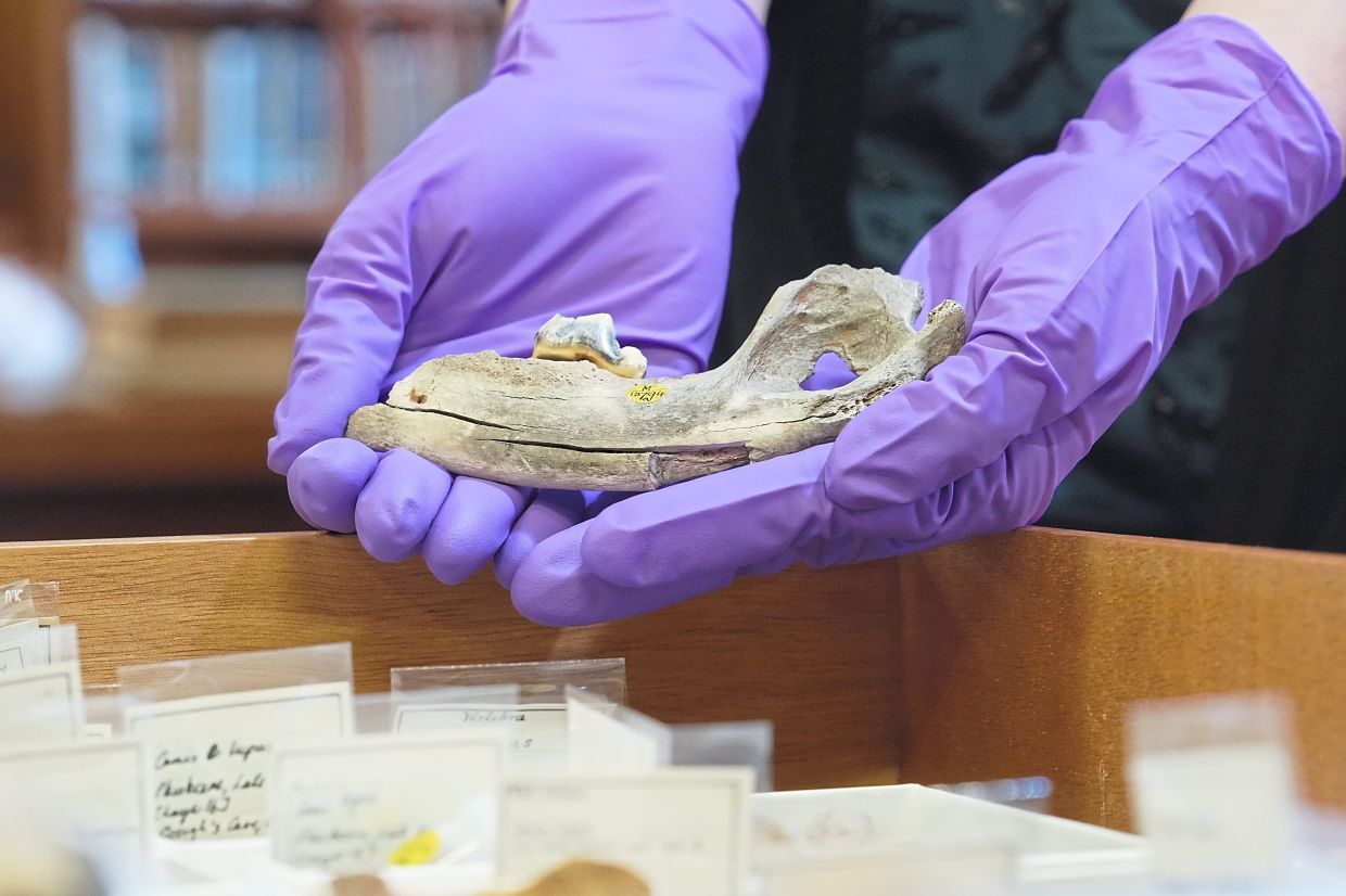 That’s different from dogs in Asia and the Americas, whose genes more closely reflect the movement patterns of their owners.