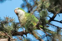 Tiny, raucous monk parakeets from South America thrive in Chicago. But why?