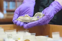 New studies of old dogs help scientists understand where they came from