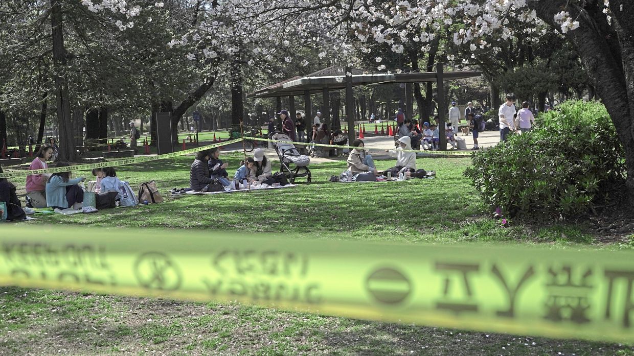 People sitting for a picnic outside a cordoned-off area set up to inspect the health of cherry blossom trees at Kinuta Park in Tokyo. — AP