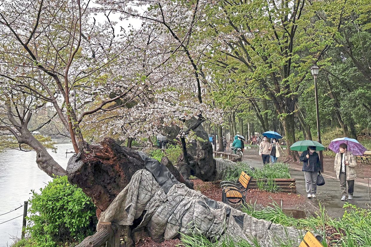 A fallen cherry trees at the Inokashira Park, one of Tokyo’s most popular viewing spots. — AP
