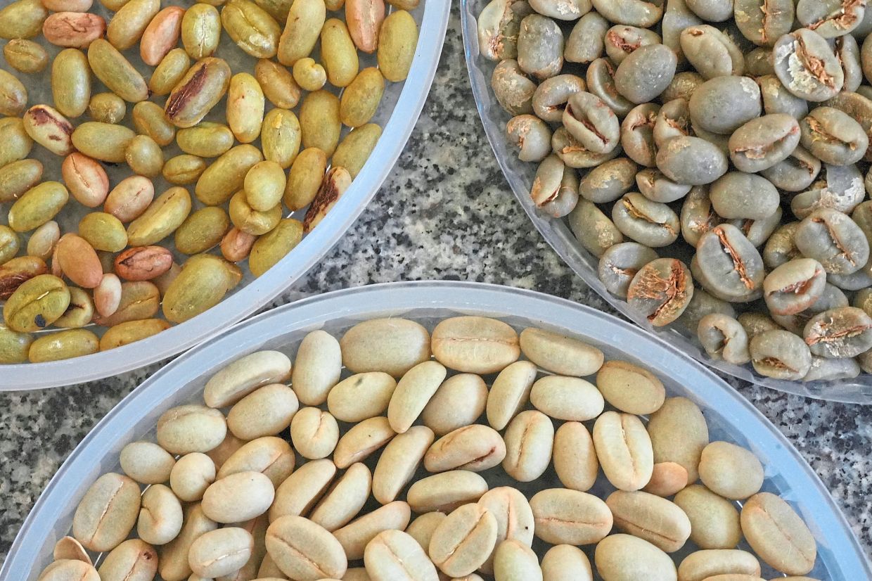 By introducing genetic material from more rustic coffee species into new hybrids, scientists at the research institute in Sao Paulo state aim to create more resistant arabica varieties.