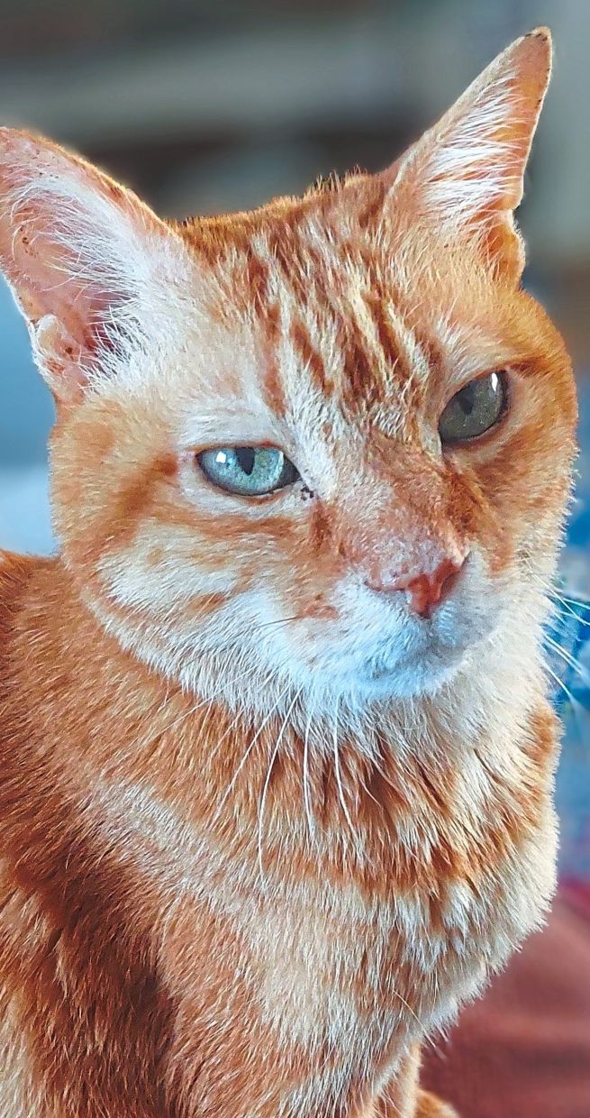 Target is still handsome, even as an old cat.