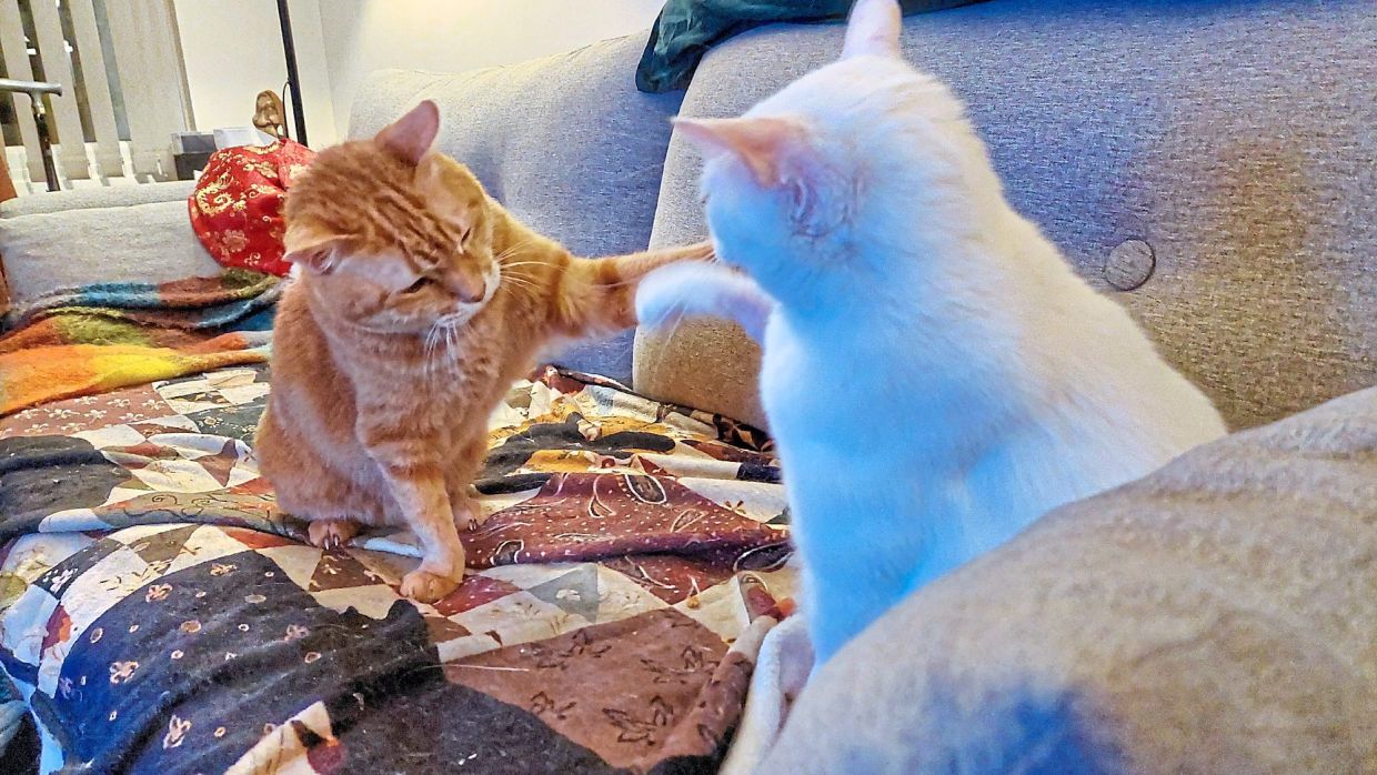 Tic Tac's kisses are typically a prelude to battle.