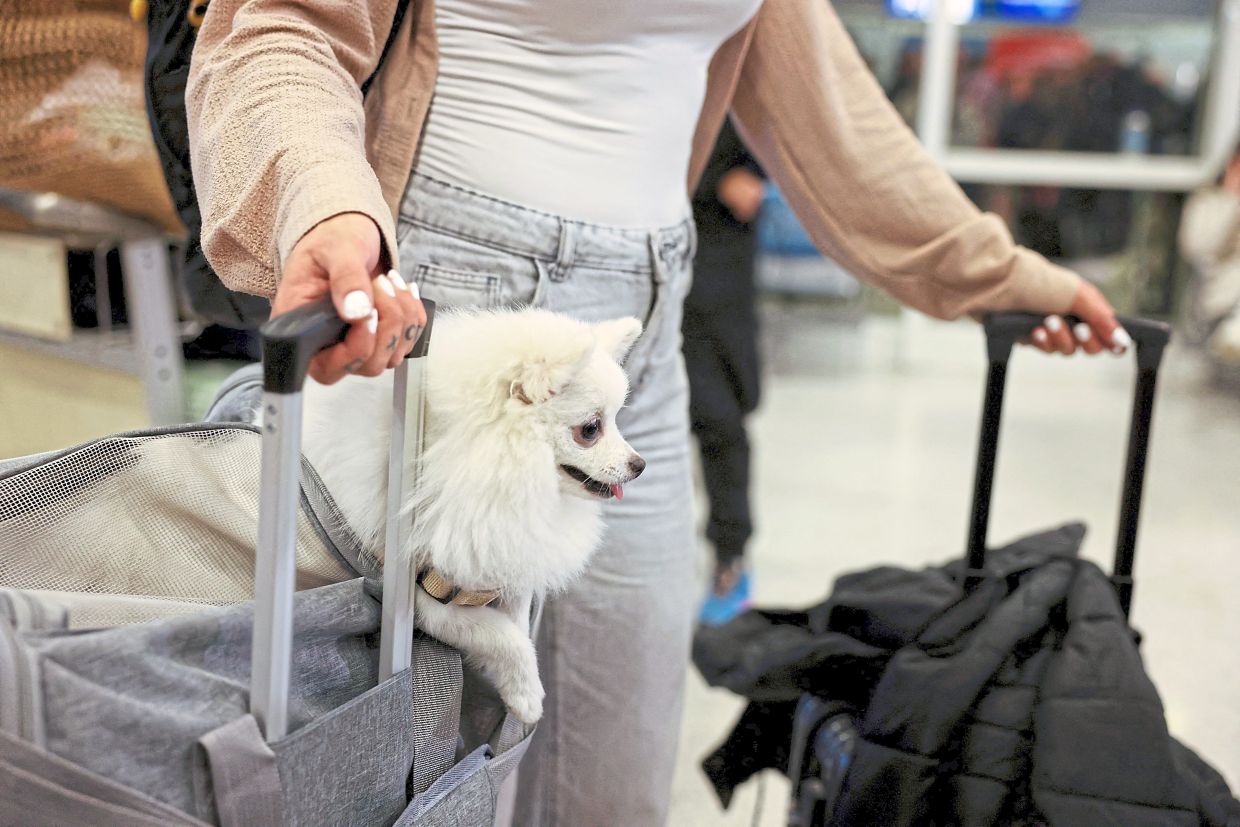 A repatriated Greek and her dog evacuated from Abu Dhabi arrive at the Eleftherios Venizelos International Airport. — Reuters