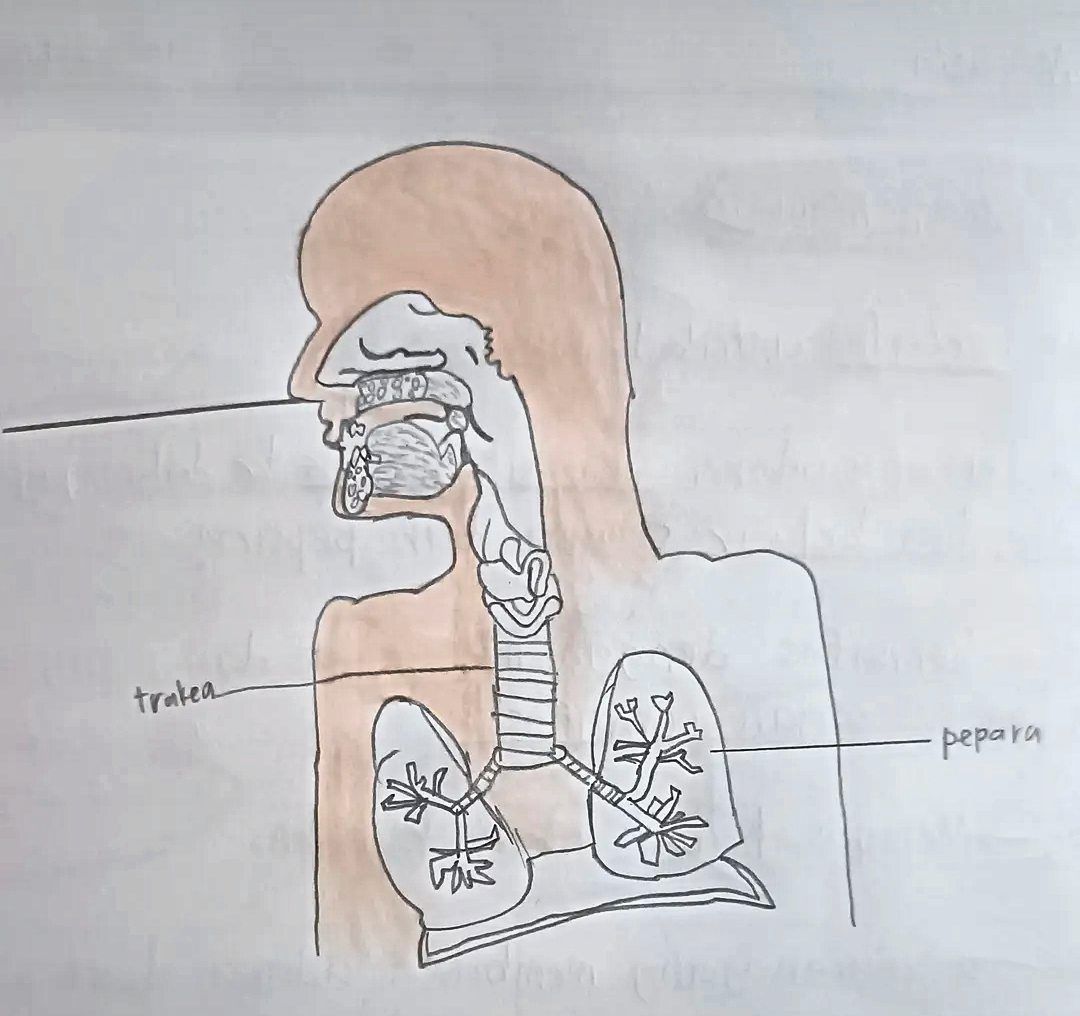 Firasy Al-Hawaariy Mohd Fakhruddin, 10