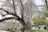 Ageing sakura spark safety worries