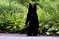 Govt sets first bear control plan