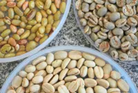 Brazilian researchers remix coffee varieties to confront climate challenge