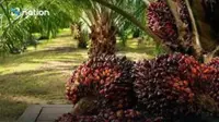 Thailand restricts palm oil exports amid rising biodiesel demand