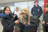 Airlifting pets and their owners who were trapped by the Middle East crisis