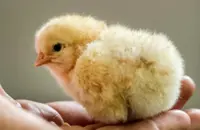 Baby chicks enjoy being touched by humans, study finds