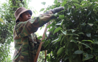 Vietnam’s pepper exports rebound strongly despite supply and shipping challenges