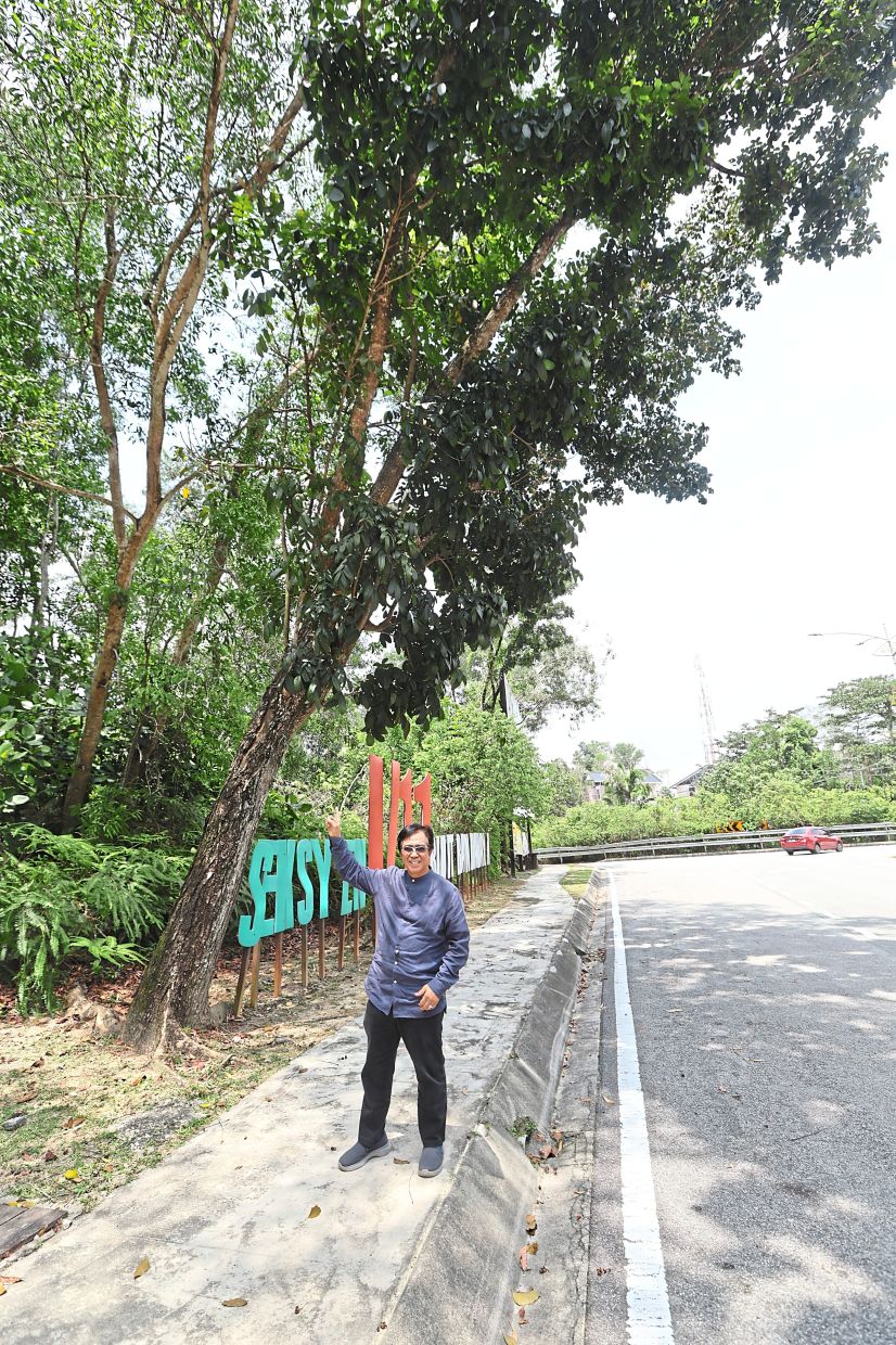 Hasnor showing a tree that needs pruning in Bukit Bandaraya, Section U11 in Shah Alam. — LOW BOON TAT/The Star 