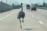 Ostrich on a side quest: runaway big bird sprints on Thai highway