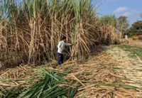 India rules out sugar export curbs, maintains duties on edible oils