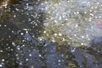 Mount Fuji heritage site struggles with water quality concern over coins in ponds