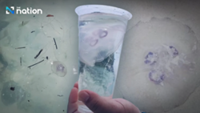 Moon jellyfish wash ashore at Phuket’s Racha Yai, tourists warned