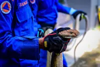 Woman hanging up clothes stumbles on king cobra