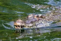 India mulls over reptile river guards on Bangladesh border