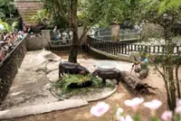 Man fined US$300 for entering hippo Moo Deng's pen: Thai zoo