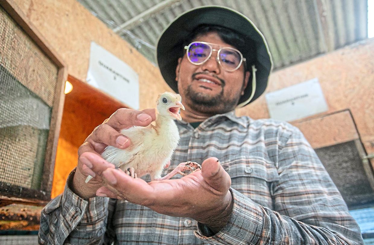 Zainul holding a poult which is a baby turkey. Zainul tending to the turkeys at his farm in Padang Rengas, Perak. — Photos: Bernama