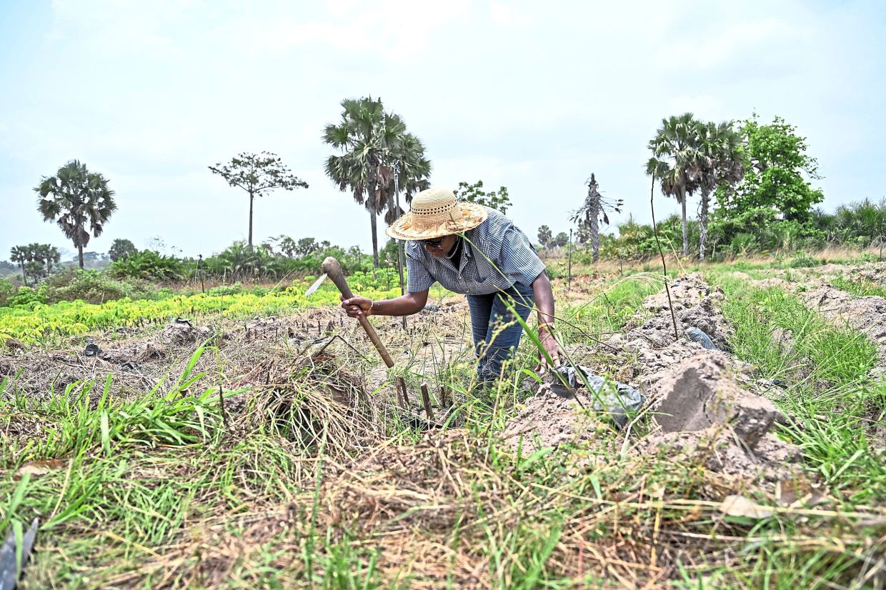 A farmer working at a rubber tree plantation near Toumodi. Farming has long been the pillar of Ivory Coast’s economy, but just 5% of women own agricultural land compared to 25% of men, according to the Organisation for Economic Cooperation and Development. — AFP