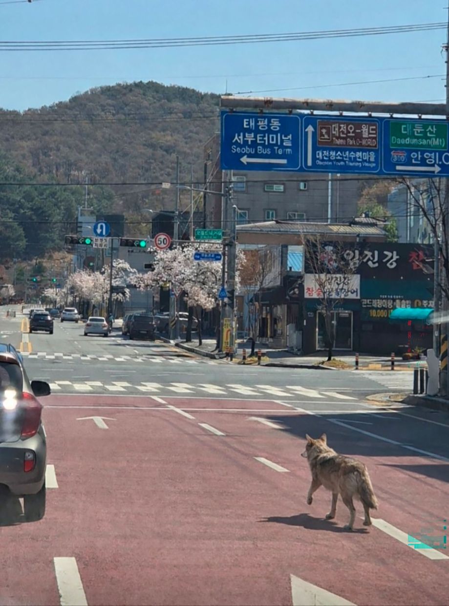 The wolf that escaped from the zoo walking on a road in Daejeon. - AFP