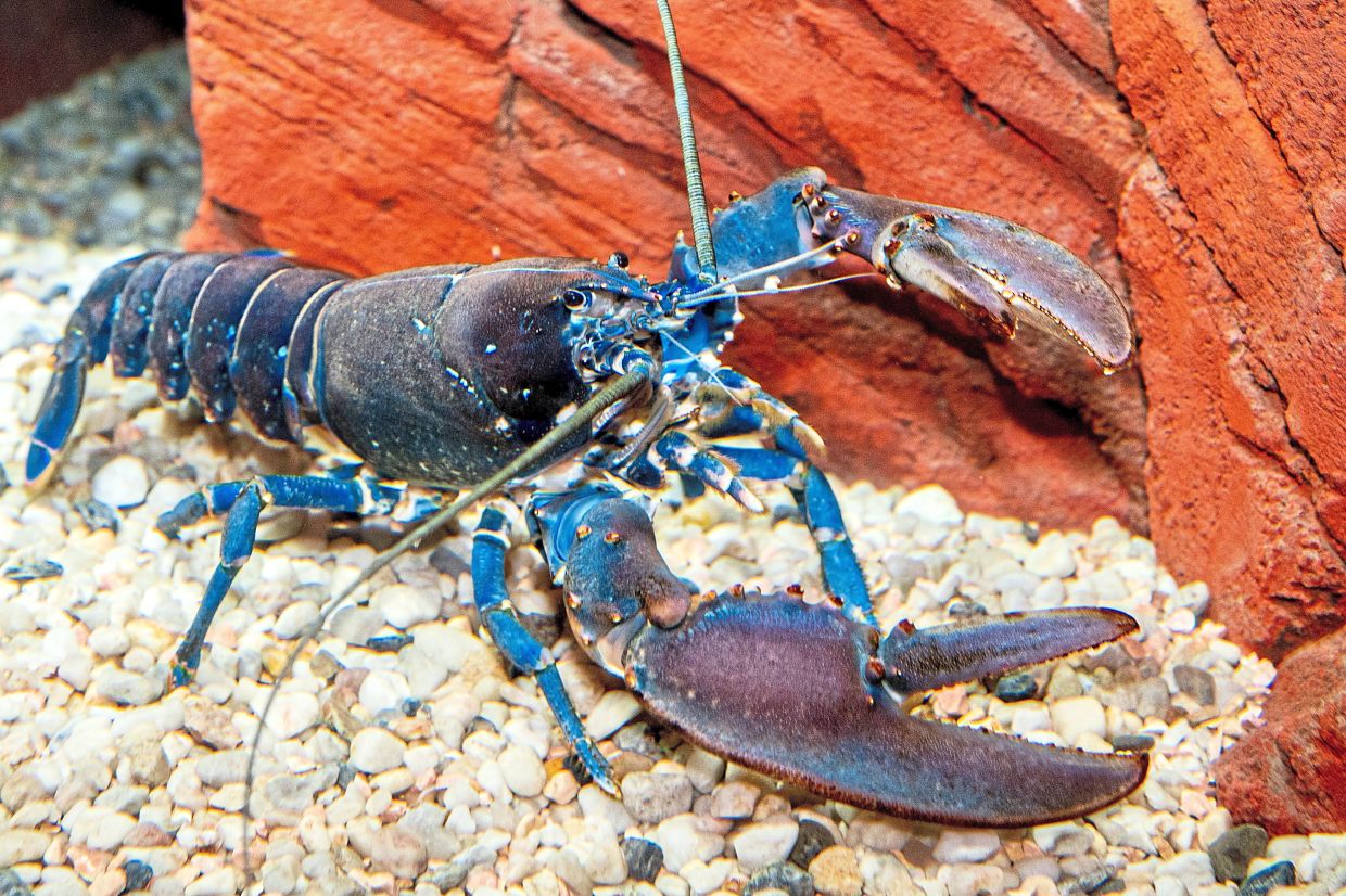 Maltese cuisine features a lot of seafood so try dishes like lobster bisque and lobster pasta. — HAUKE-CHRISTIAN DITTRICH/dpa