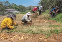 Rising costs push farmers to let their veggies rot than sell at a loss