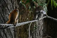 Sabah urged to end cruel treatment of long-tailed macaques