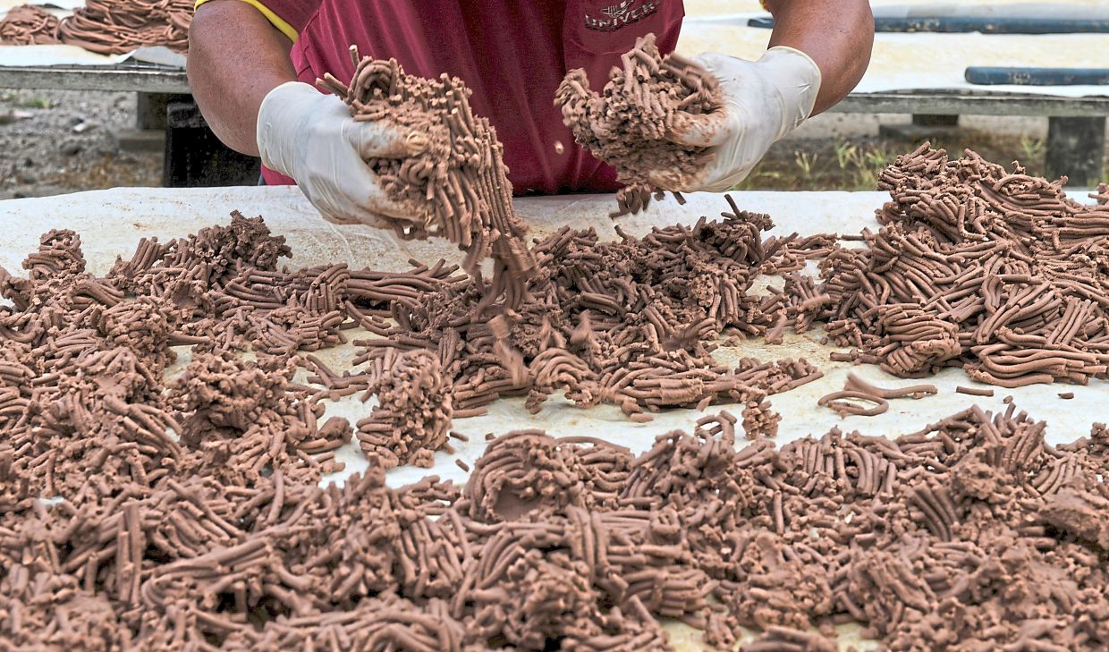 Lo says process of drying 'belacan' takes a day, depending on the weather.